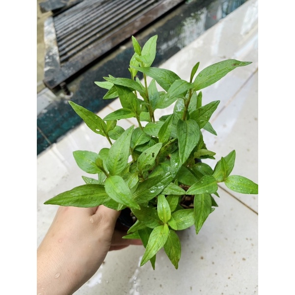 Bầu cây giống rau răm