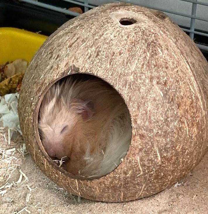 Hang Hamster gáo dừa tròn Yescoco Xưởng SX