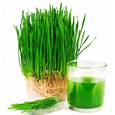 Hạt giống cỏ lúa mì dễ trông, thơm ngon gói 100gr