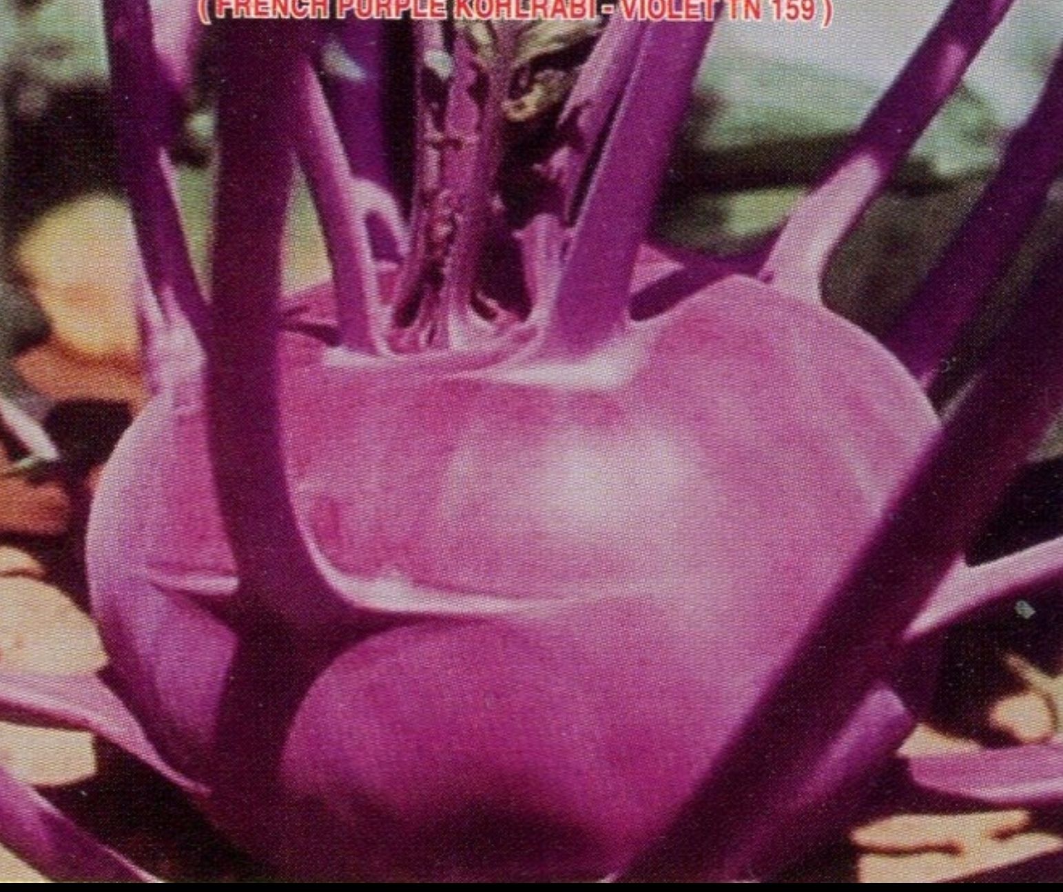 Hạt giống su hào tím mai vàng - 1g