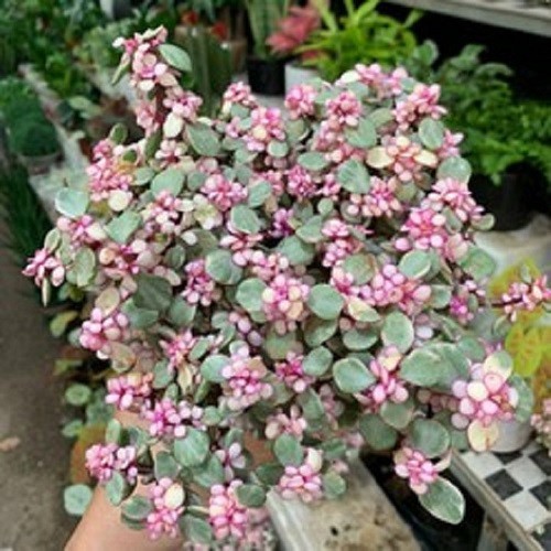 Chậu cây sen đá ngọc bích