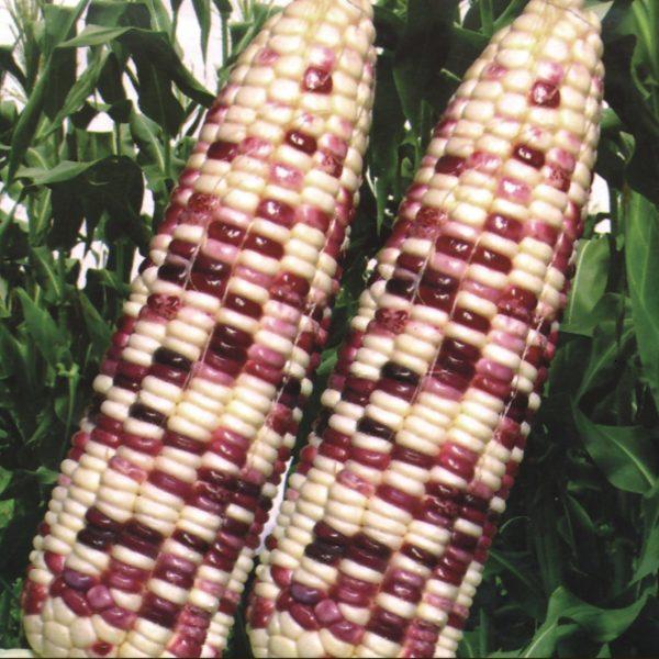 [HCM]Gói 20g hạt giống bắp nếp F1 trắng tím