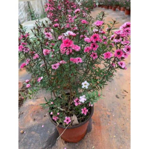 COMBO 3 BẦU CÂY GIỐNG NHẤT CHI MAI