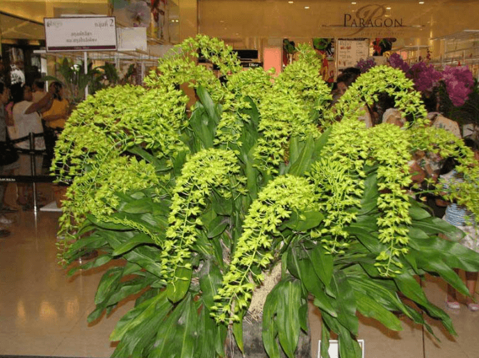 Vũ Nữ Hoàng Hậu hàng giống chậu 1 thân