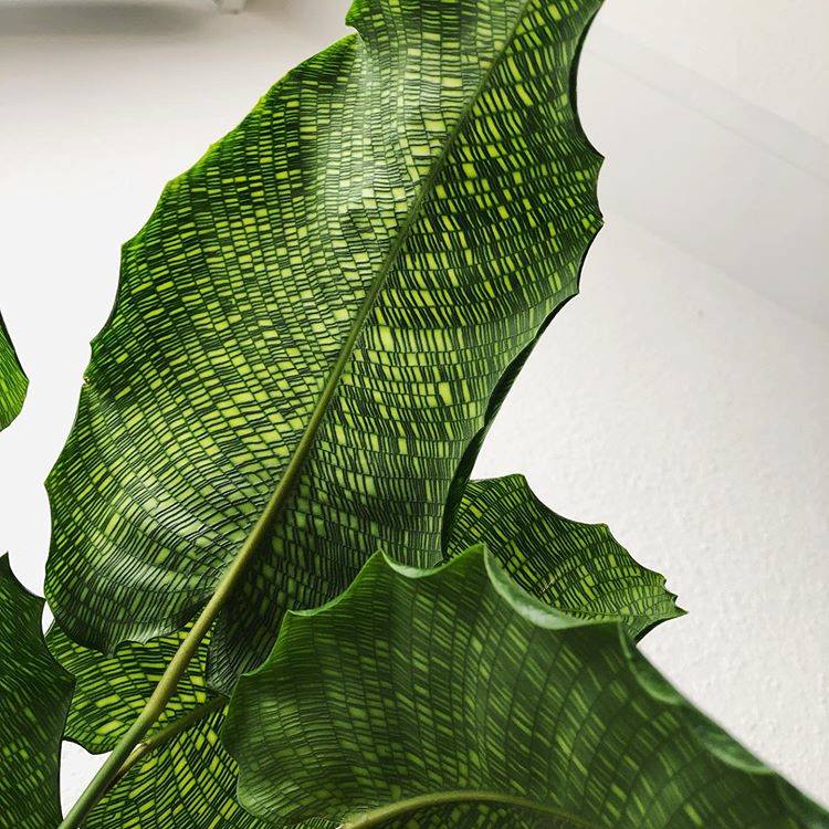 Đuôi Công Calathea Network - Calathea Musaica – Chậu Đuôi công Network - Đuôi Công Lá gạch để bàn