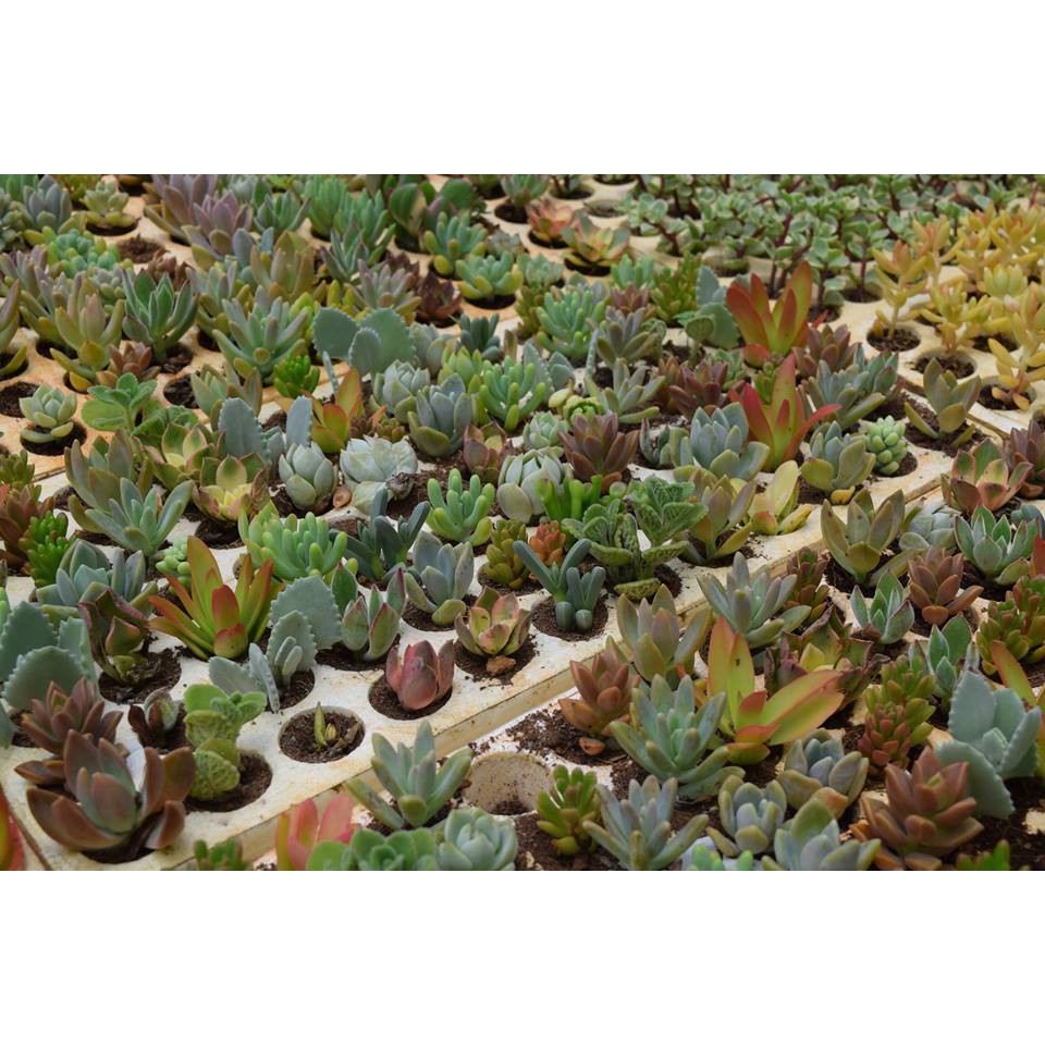 Combo 11 Cây Sen Đá Mini Khác Nhau