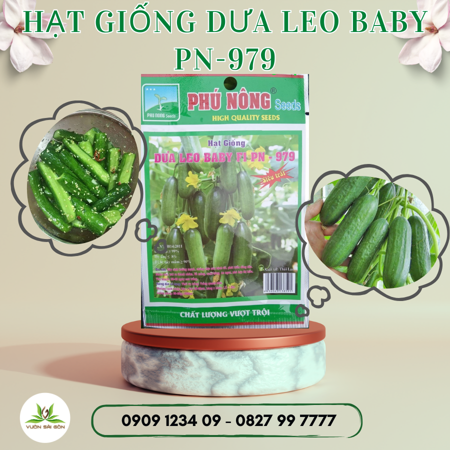 Hạt giống dưa leo baby pn-979 – dưa leo chùm – siêu trái