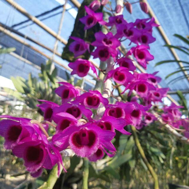 Lan Trầm Đài Loan - Cây giống năm 2 khoẻ mạnh