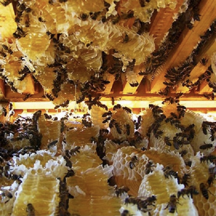 (đặc sản núi rừng) mật ong hoa cà phê bá lộc nguyên chất - mật ong thiên nhiên từ rừng cà phê tây nguyên 3