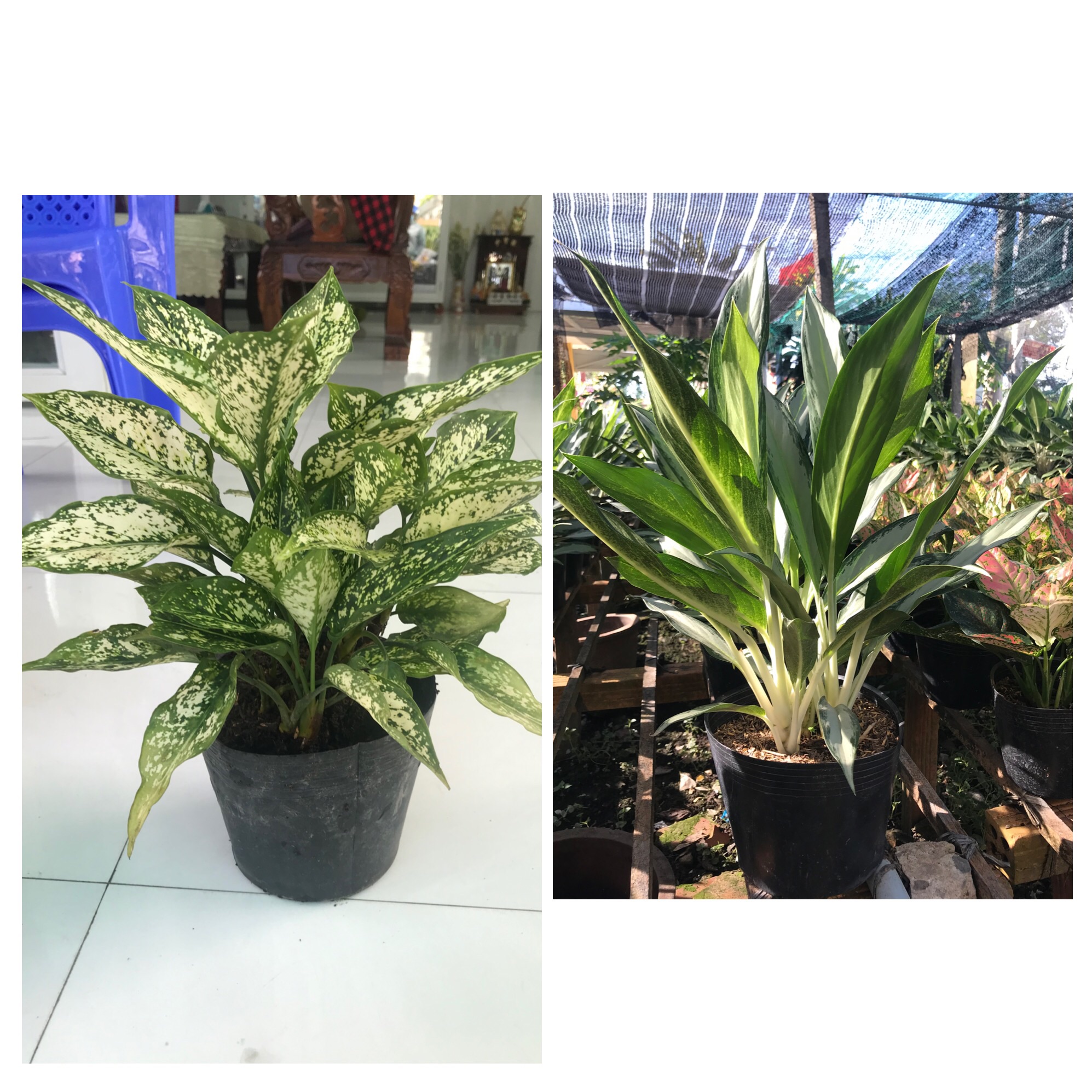 Combo phong thủy tiết kiệm ( giữ tiền + Ngọc ngân) tặng phân bón cho cây - caykiengsadec - hoa kiểng lá - trang trí nội thất - cây phong thủy