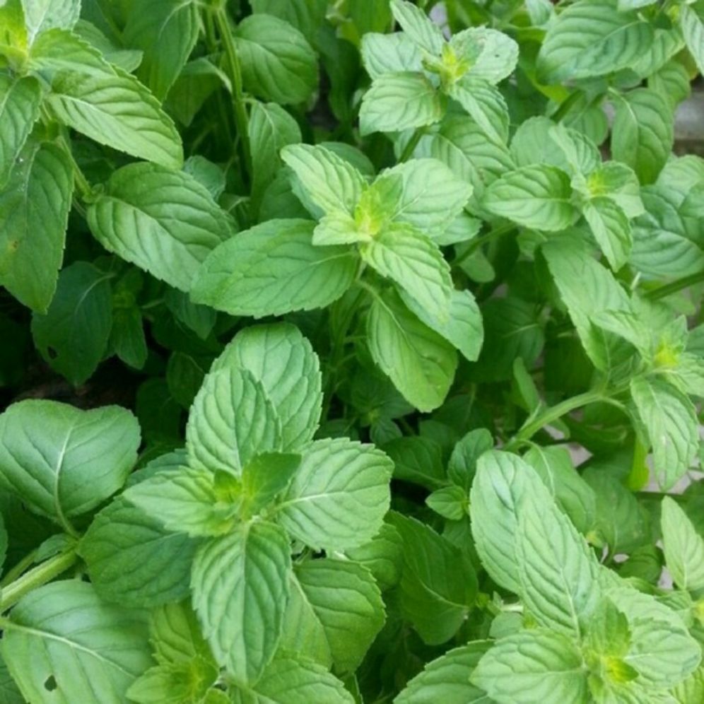 Hạt giống rau thơm sả - gói 1gr