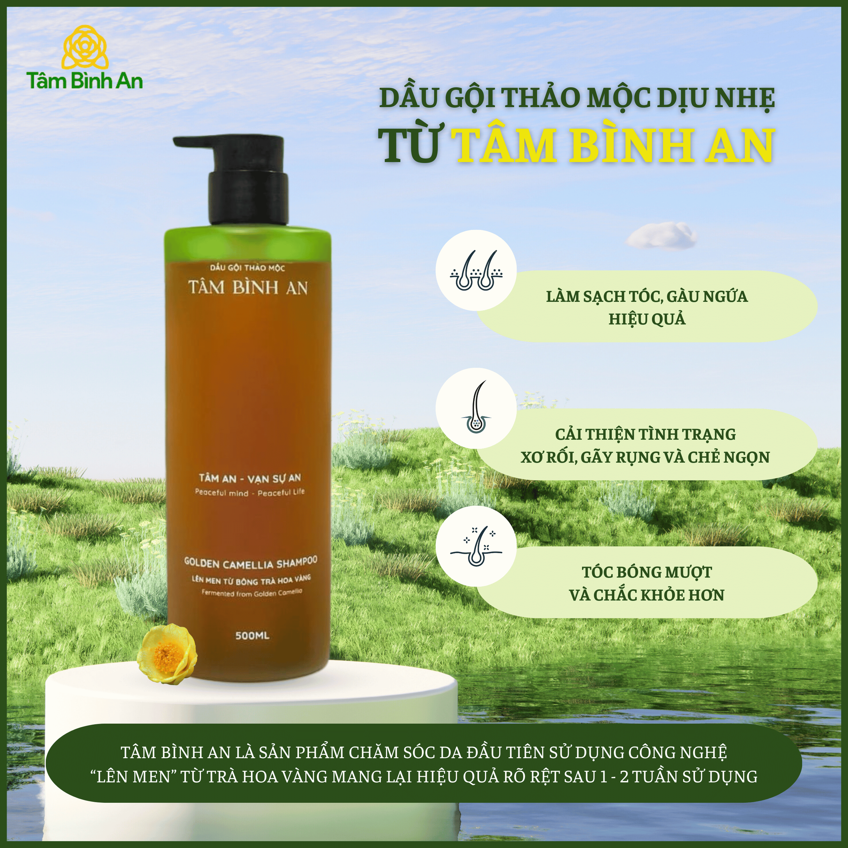 Dầu gội thảo mộc Tâm Bình An 500ml chiết xuất trà hoa vàng giúp giảm gàu ngứa, dưỡng ẩm và giúp tóc mềm mượt