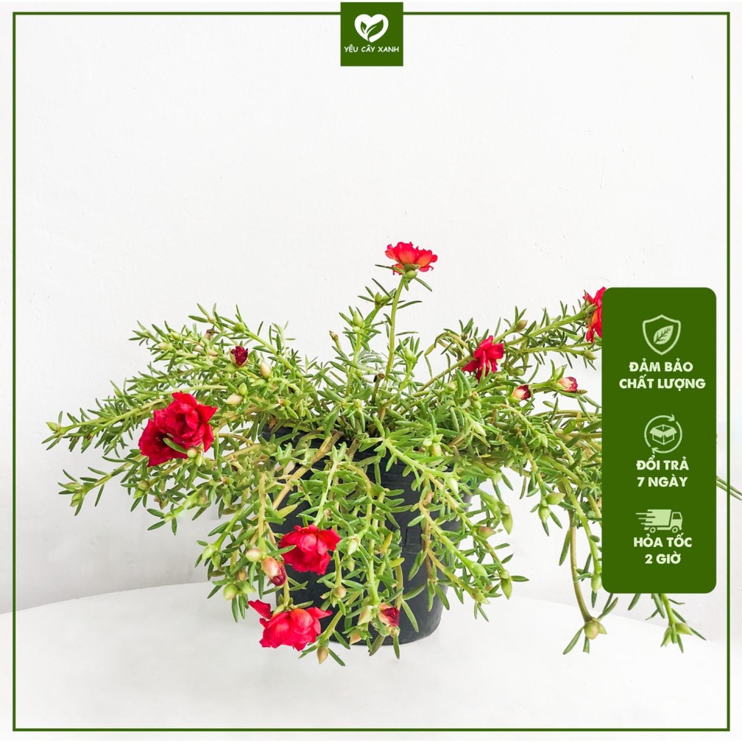 Cây Hoa Mười Giờ Thái mix nhiều màu