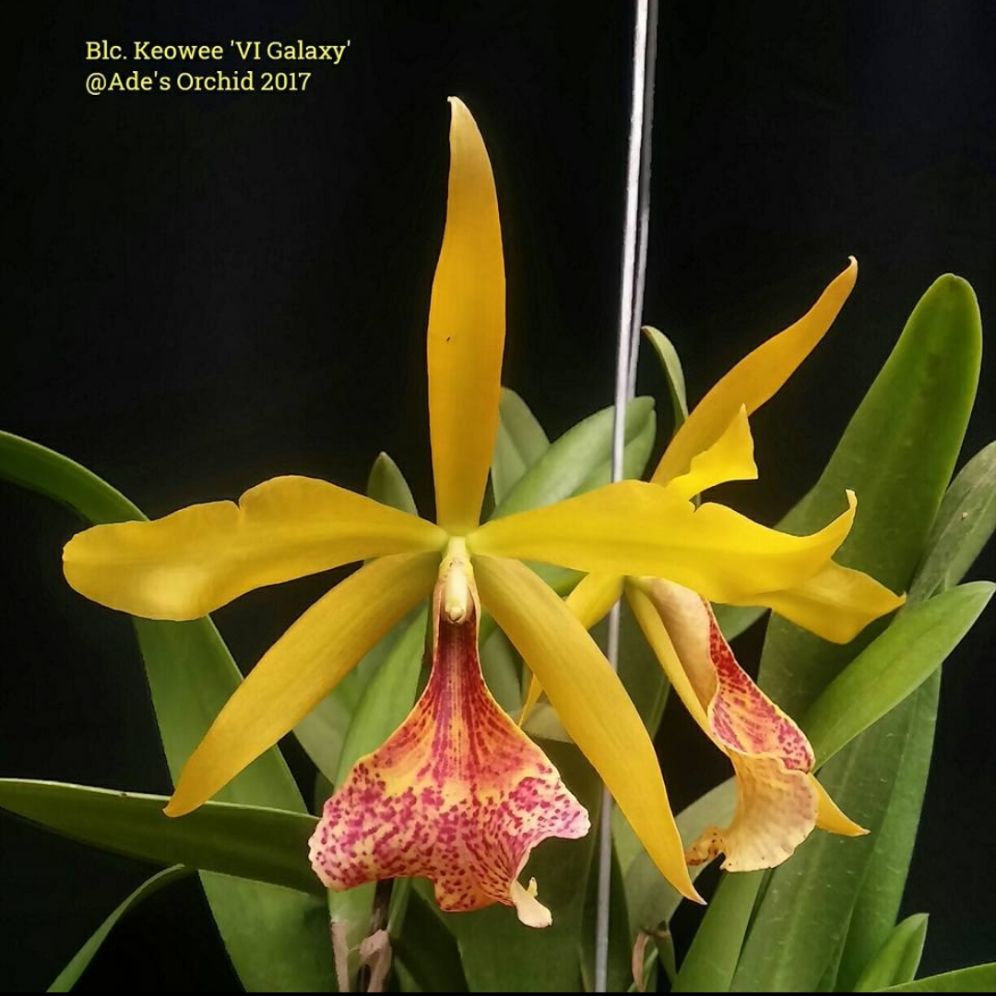 Blc. Keoweo "VI galaxy" cây trưởng thành nhiều thân sắp cho hoa.