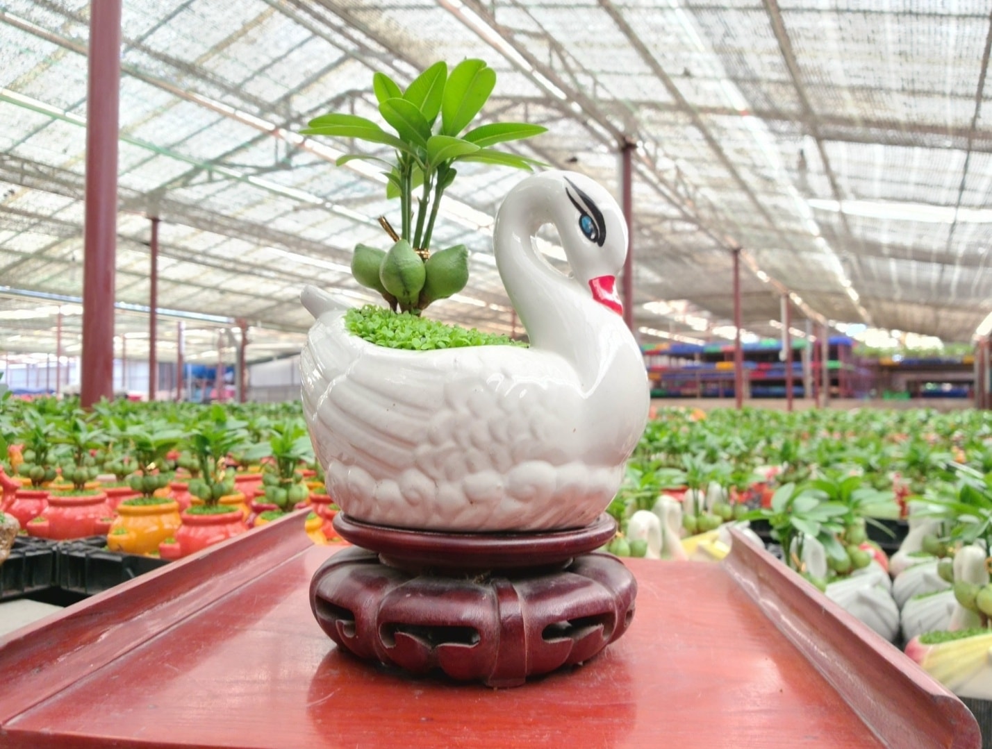 Cây Tài Lộc phong thủy để bàn / chậu sứ thiên nga