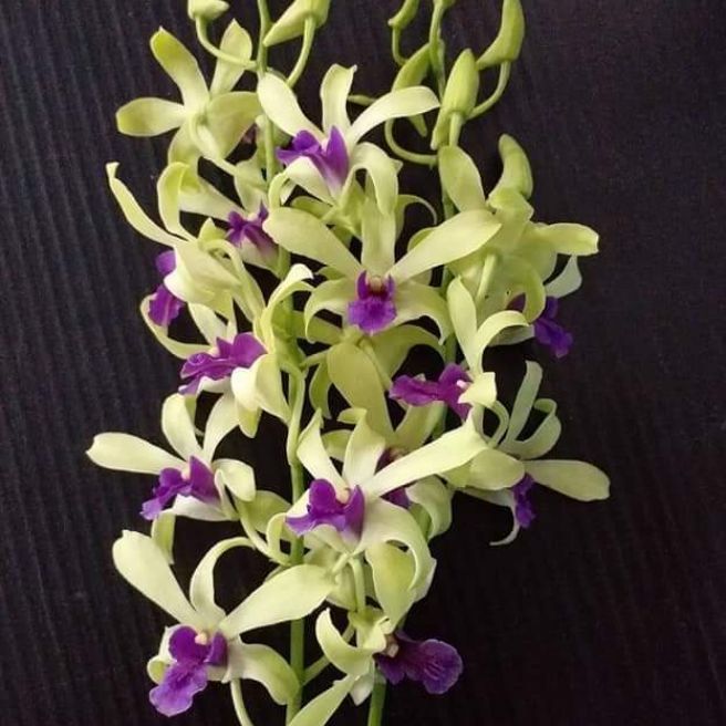 Denro nắng bà liễu lá tre hoa thơm