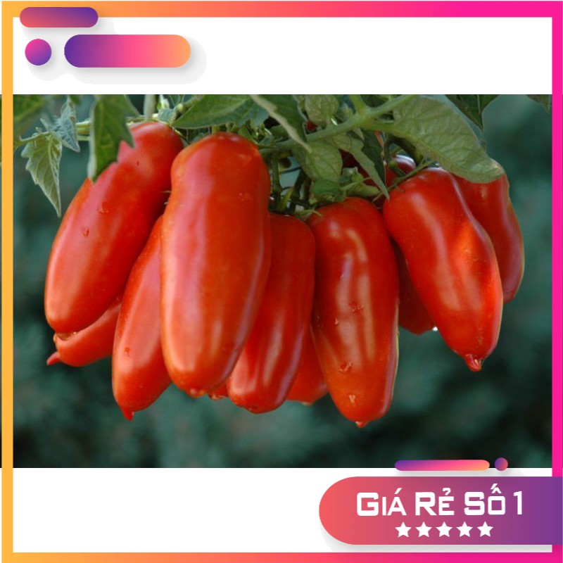 Hạt giống cà chua chuối đỏ F1 - 10 hạt