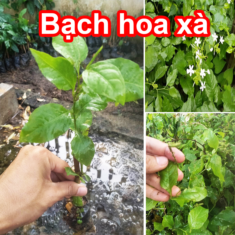 Cây giống Bạch Hoa Xà đuôi công, bạch tuyết hoa