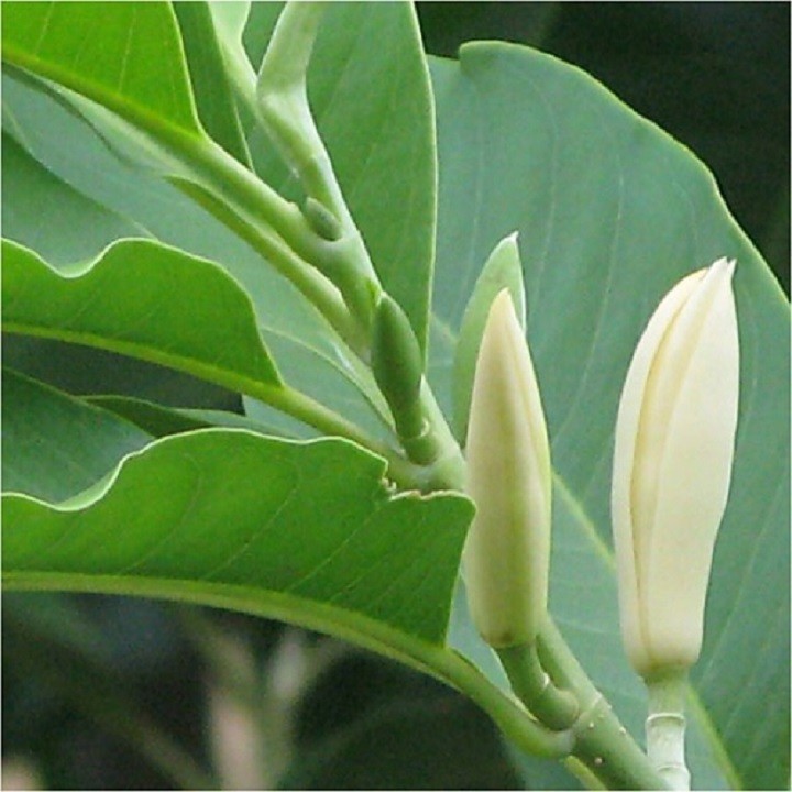 Cây ngọc lan ta đang ra hoa - 5656