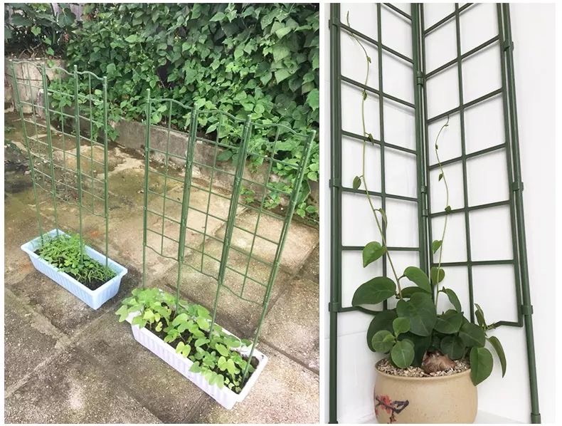 Khung trồng cây rộng 45 của Nhật chuyên dùng trồng các loại cây leo như hoa đậu biếc, hoa hồng, dưa leo