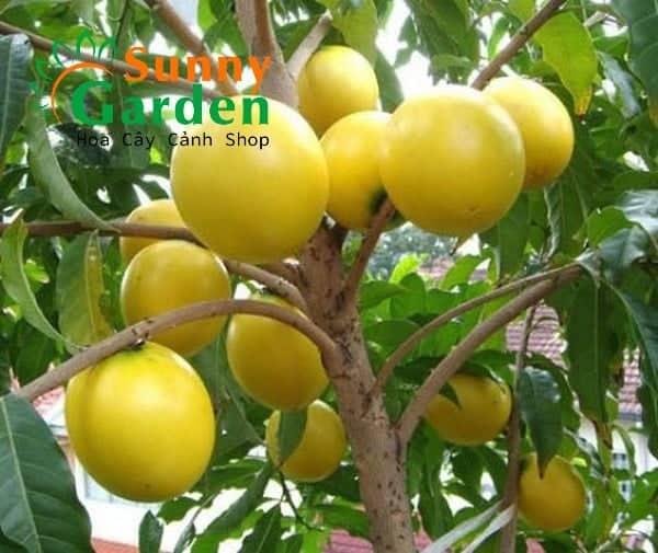 Vú sữa hoàng kim - cây ăn quả giống