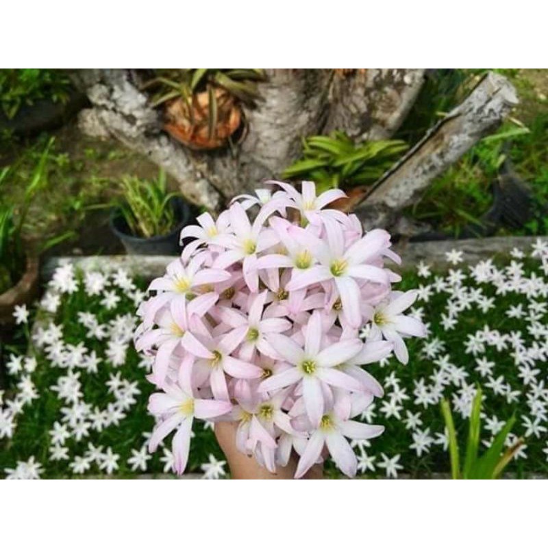 10 củ huệ mưa first love