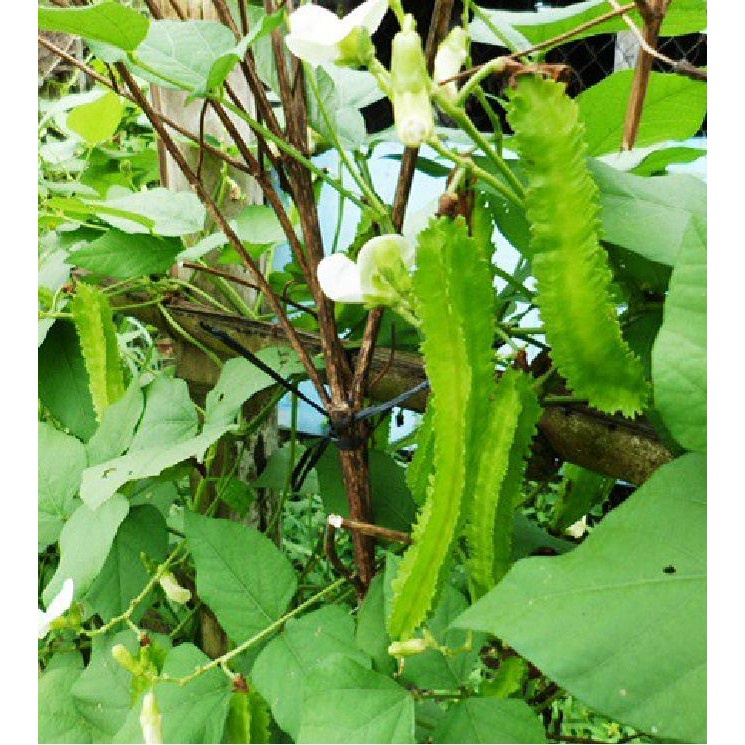Hạt giống đậu rồng tứ quý