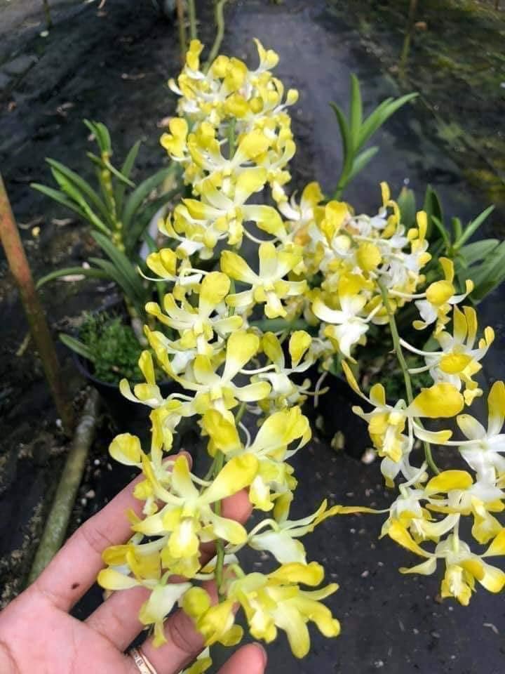 Hoa Lan Dendro Banana Alowana hoa thơm chậu cây giống chăm cuối năm cho hoa