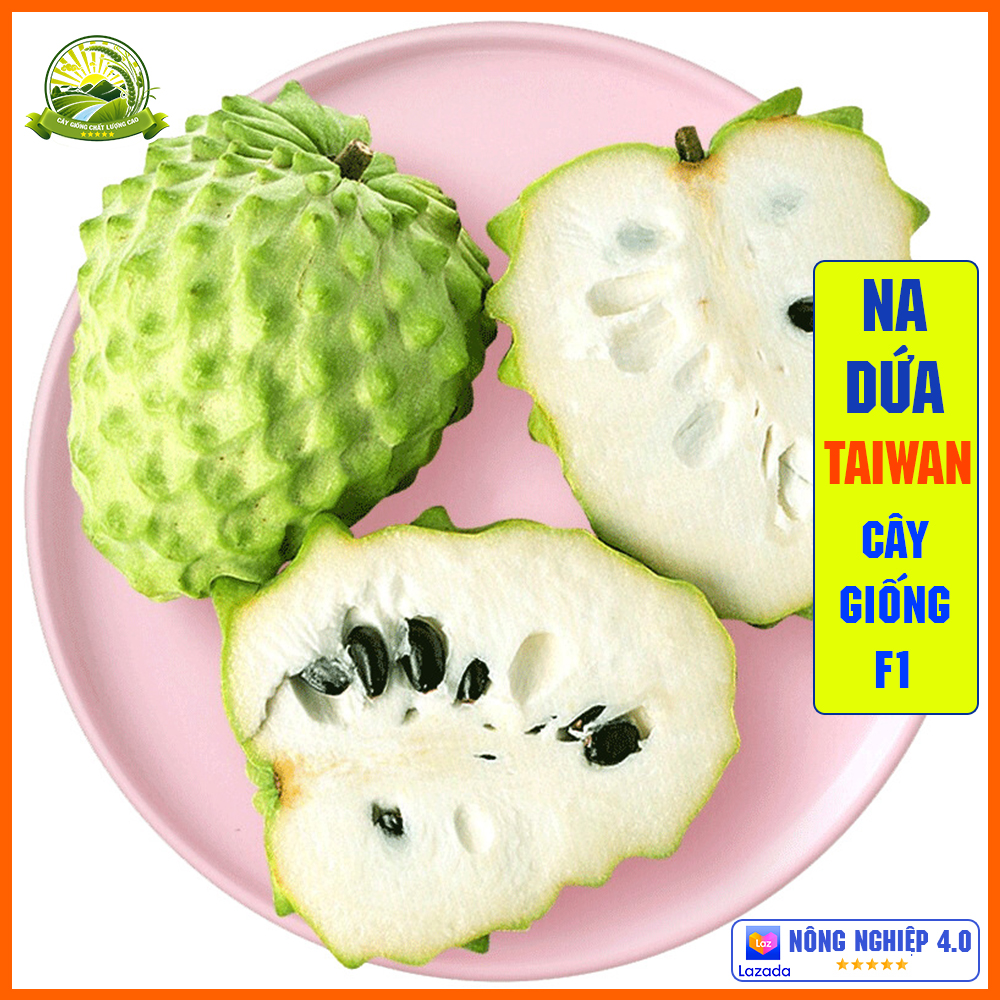 Cây na dứa Đài Loan - cây con chuẩn giống F1 thân cao từ 50-60cm sinh trưởng nhanh, dễ sống QD58