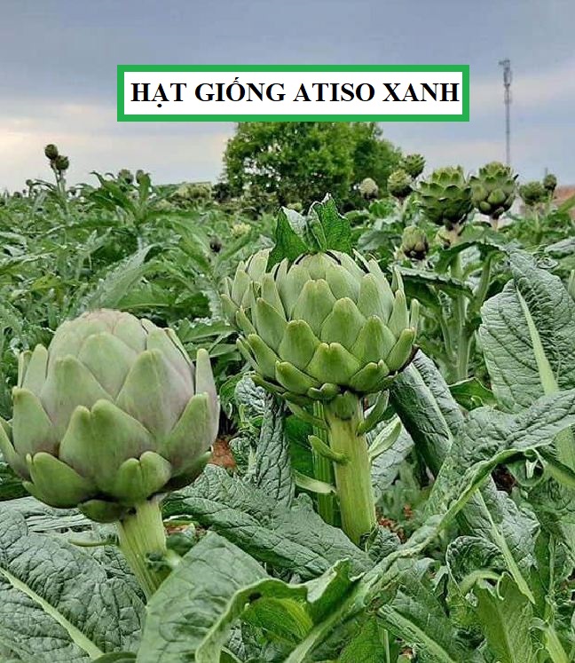 Hạt giống cây atiso xanh f1 - 5 hạt/gói