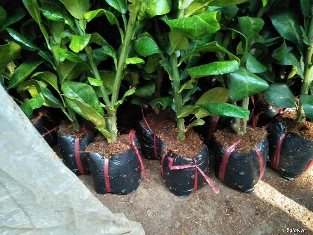 Cây giống Bưởi Tân Triều - Cây giống khỏe Sai quả