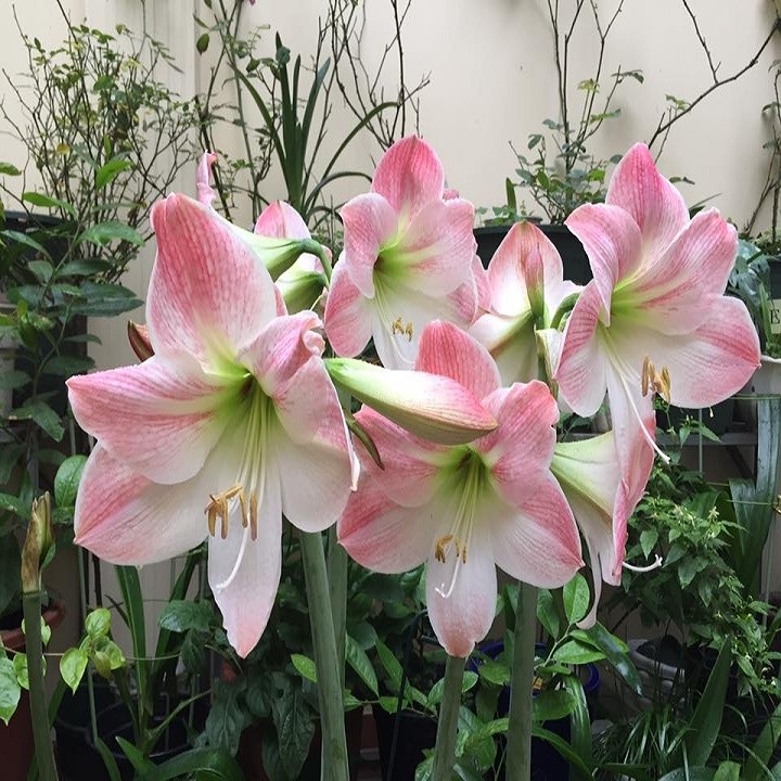 CỦ LAN GIỐNG HOA HUỆ TÂY MÀU HỒNG ĐÀO + Tặng 2 Cây Quế Giống