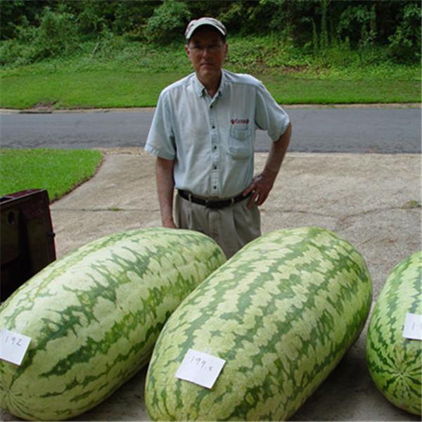 Sale Combo 3 gói Hạt giống dưa hấu khổng lồ