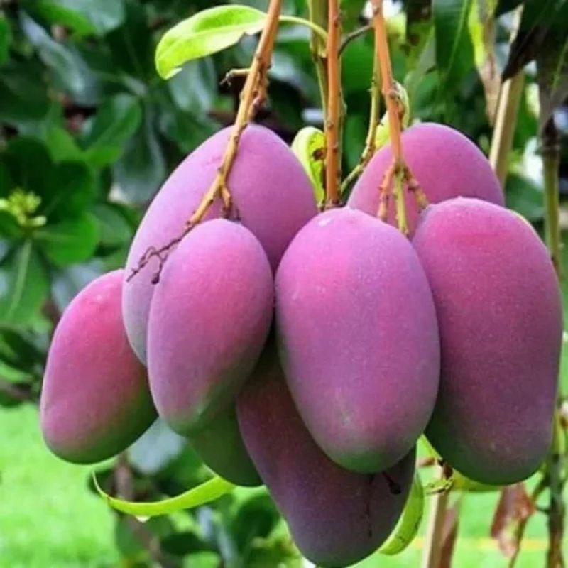 Cây xoài tím thái (cây tốt trồng chậu được) (cây giống siêu sớm có bảo hành )