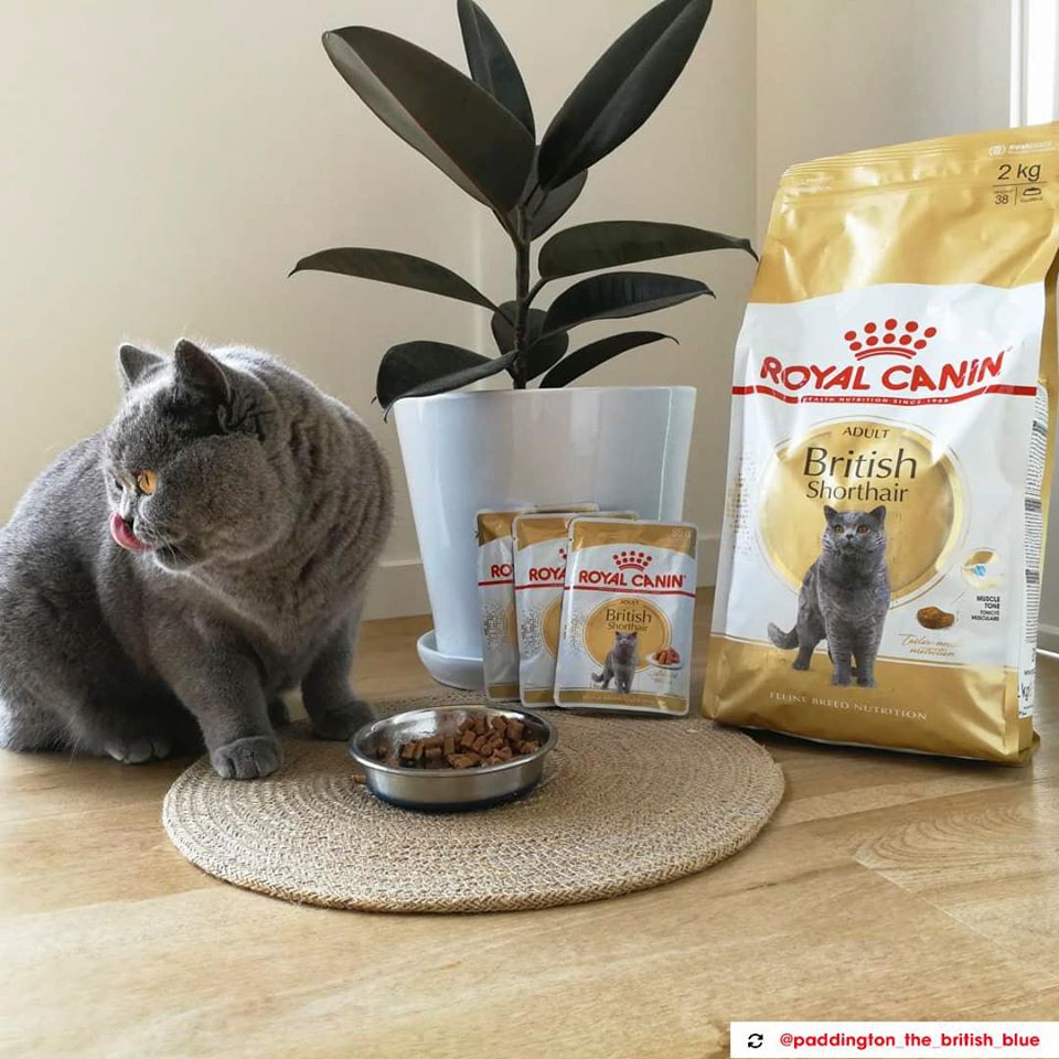 Thức ăn Royal Canin British shorthair 2kg chuyên cho giống mèo Anh lông ngắn