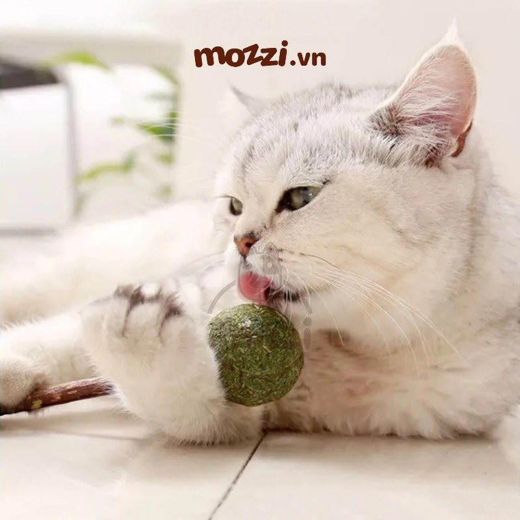 Catnip Kẹo mút cỏ bạc hà cho mèo