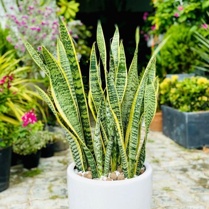 Lưỡi hổ vàng 1 cây cao 40-50cm cây giống khỏe