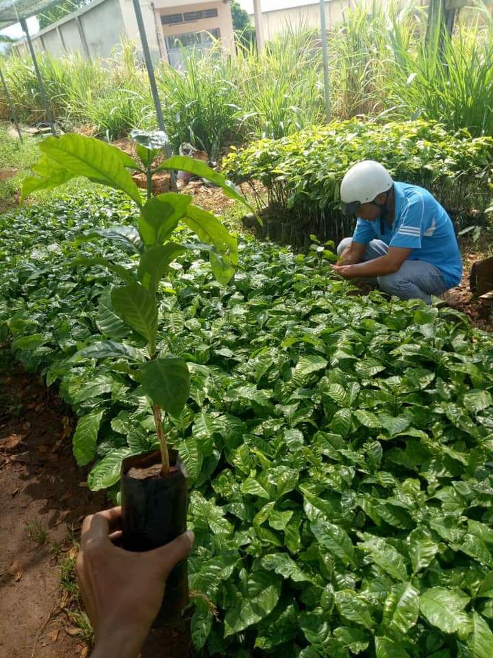 cây giống cà phê robusta siêu trái