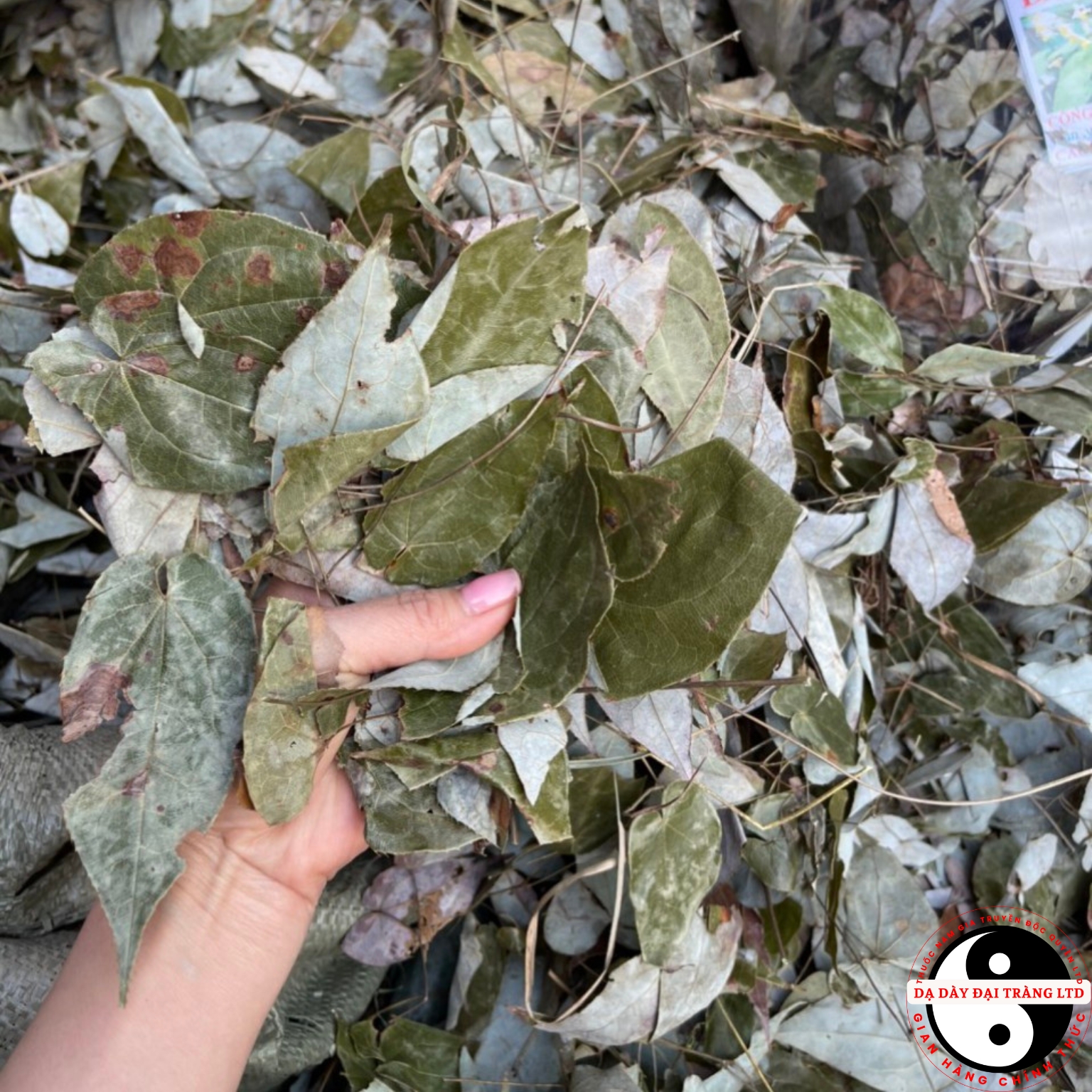 Lá dâm dương hoắc khô loại 1 thu hái trực tiếp, phơi khô từ lá dâm dương hoắc tươi dược liệu quý giúp bổ thận, tráng dương, tăng cường sinh lực cho nam giới