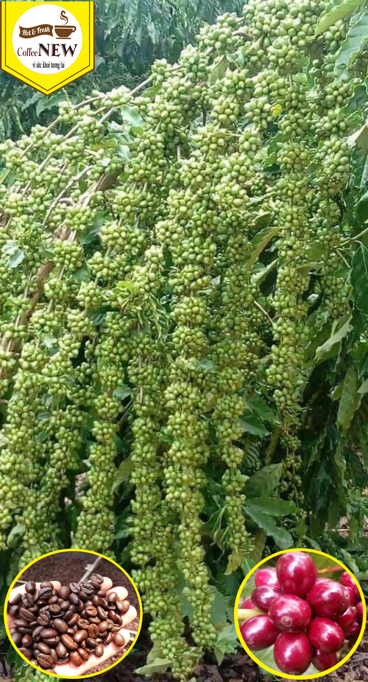 1KG Cafe nhân sống ARABICA Chưa Rang ĐẶC SẢN CẦU ĐẤT  Sàng 18 Hàng Chất Lượng Cao  Coffee New