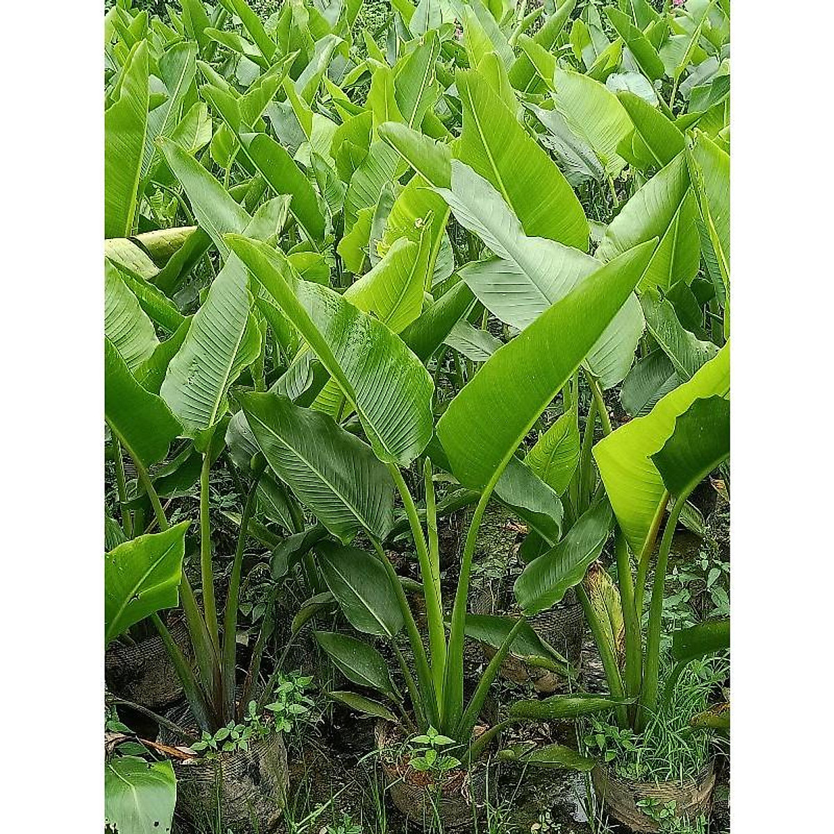 Cây chuối dẻ quạt cao trên 80cm