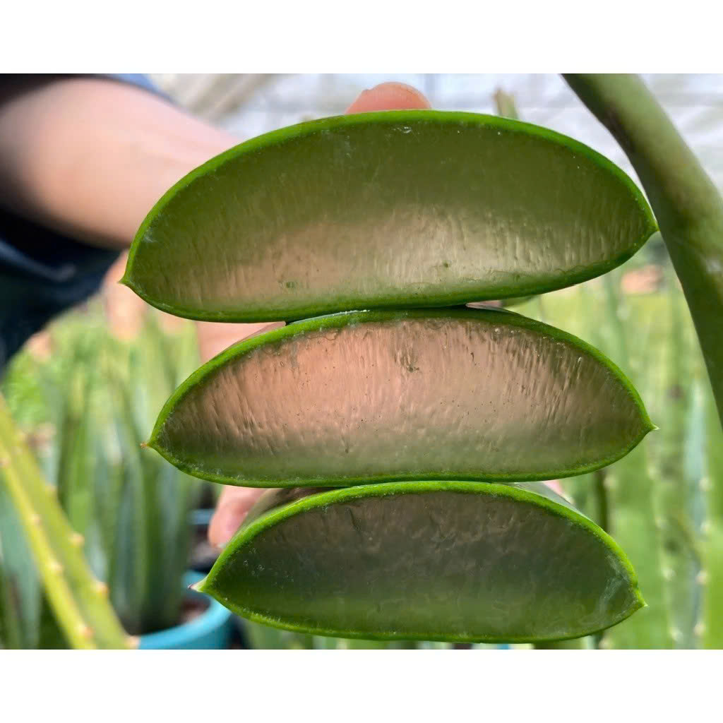 1 kg bẹ lá nha đam Mỹ dày, giòn, tươi. 3 bẹ /kg