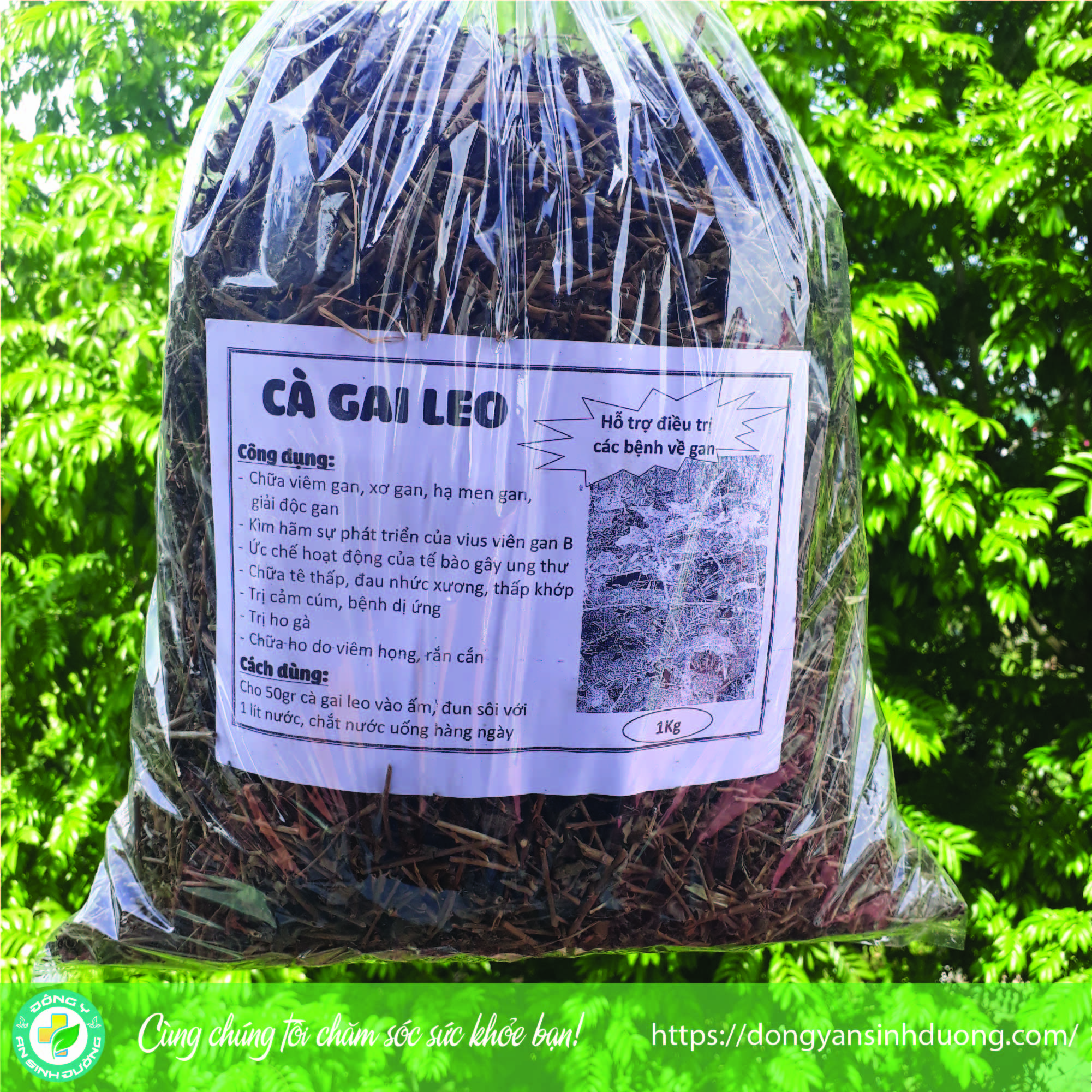Cà gai leo - Hỗ trợ điều trị các bệnh về gan