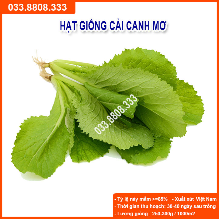 Hạt giống rau cải canh mơ 20gram - hạt giống tốt giá rẻ