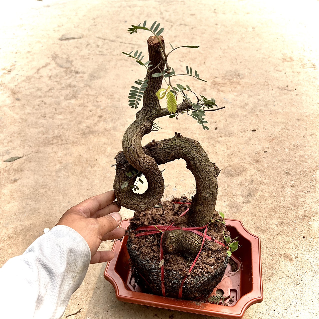 Cây me phôi bonsai