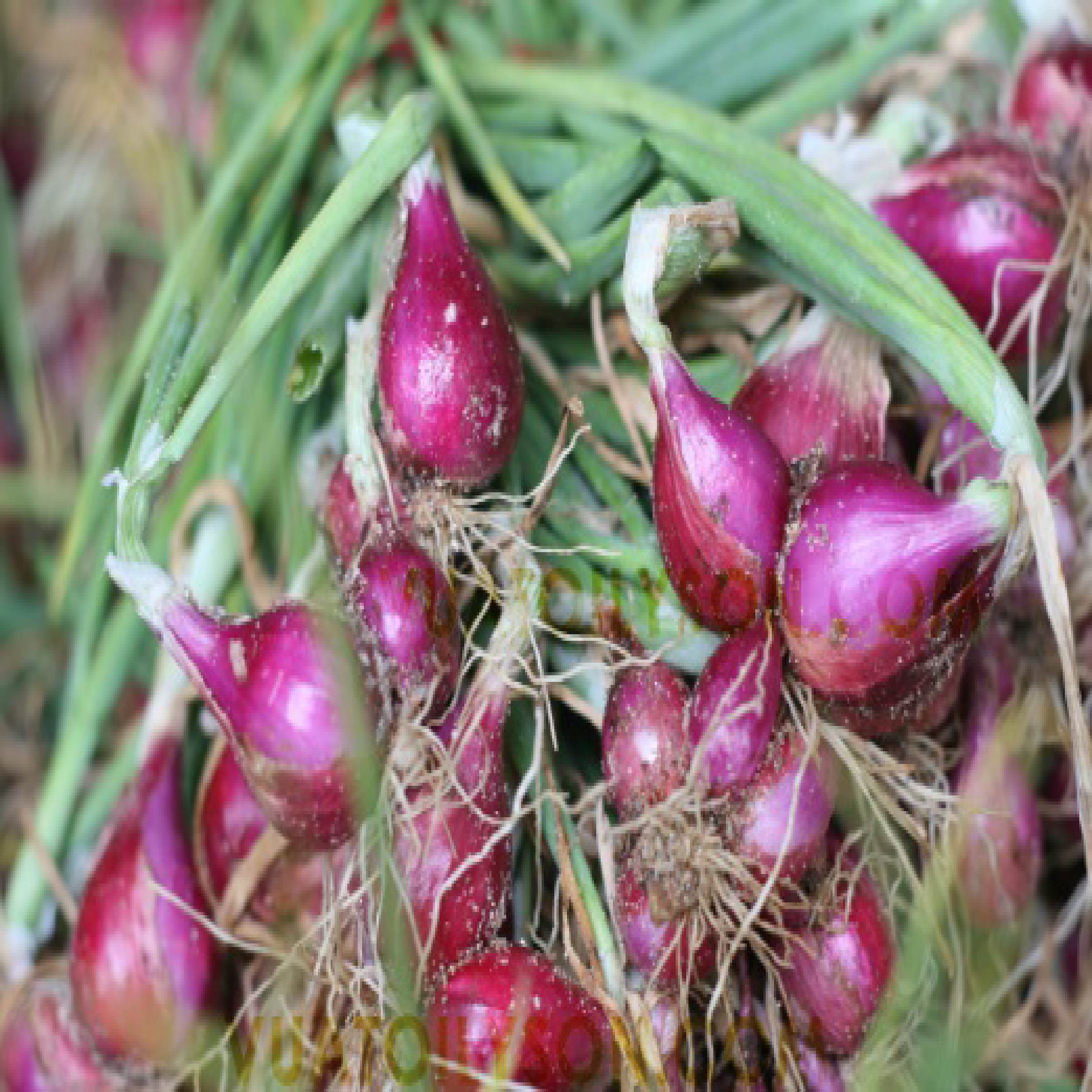 Hành tím Lý Sơn - Vương Quốc Tỏi - Túi 100g - Hành khô, thơm ngon, chất lượng cao