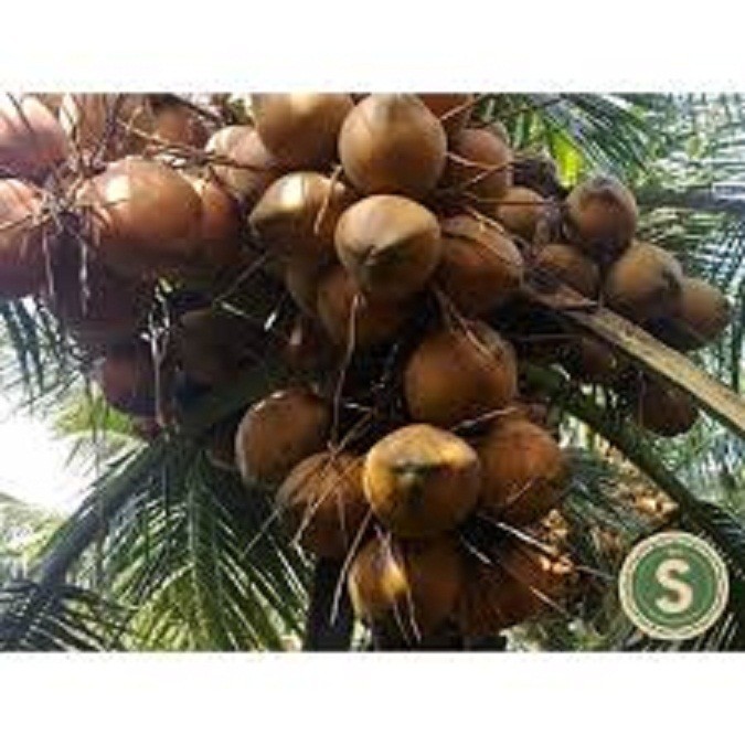 CFQcbGBq4Hw6auHXa919_simg_d0daf0_800x1200_max.jpg