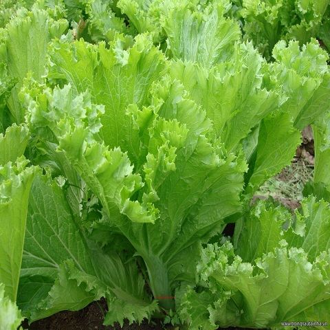 CẢI BẸ XANH MÀO GÀ