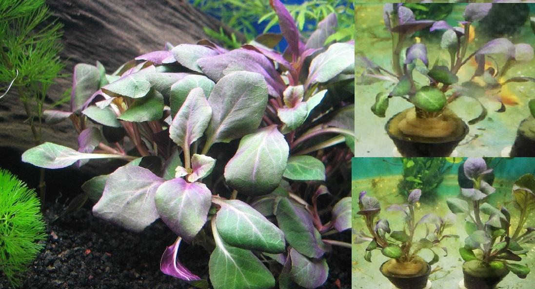 2  Giỏ Cây thủy sinh Hồng Ba Tiêu cho bể cá cảnh