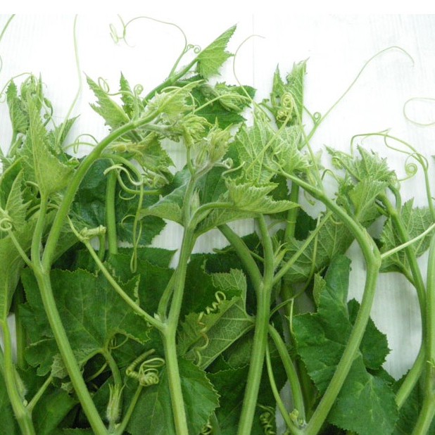 Hạt giống bí ngọn mập năng suất hat giong bi an ngon